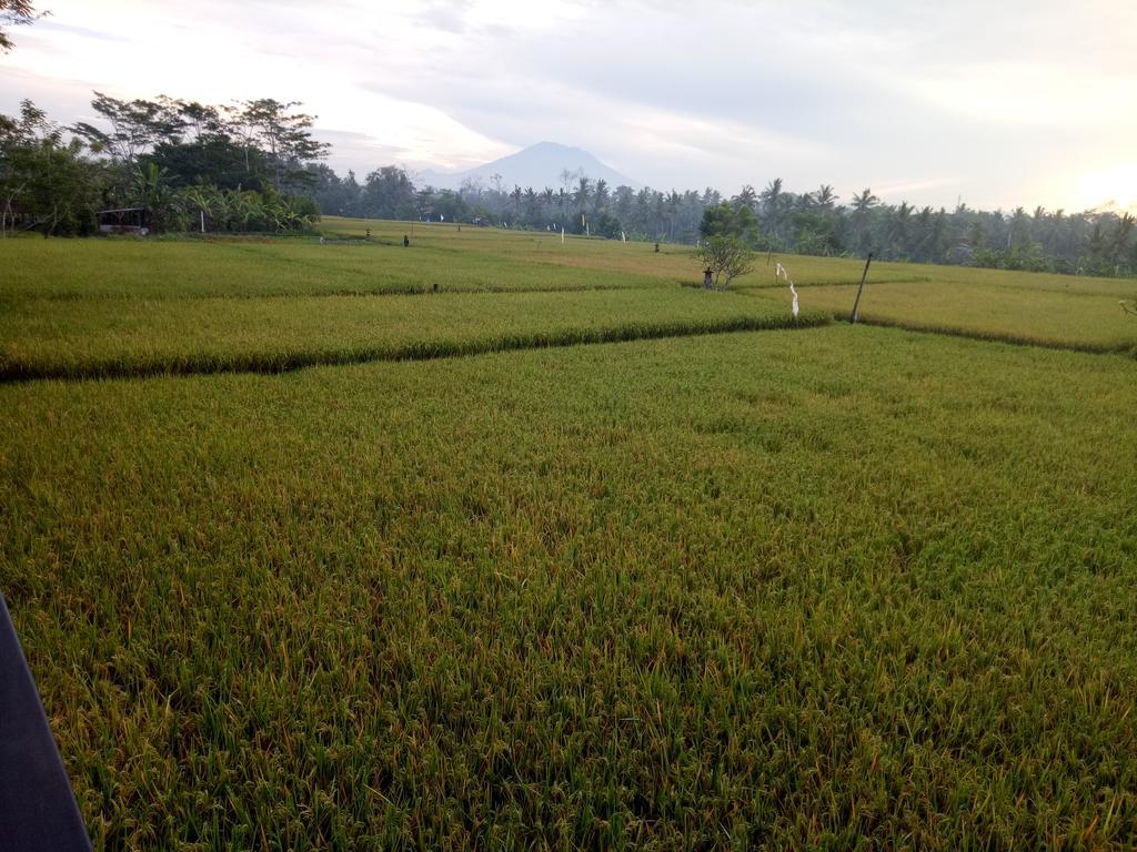 Putra Guest House Ubud Dış mekan fotoğraf
